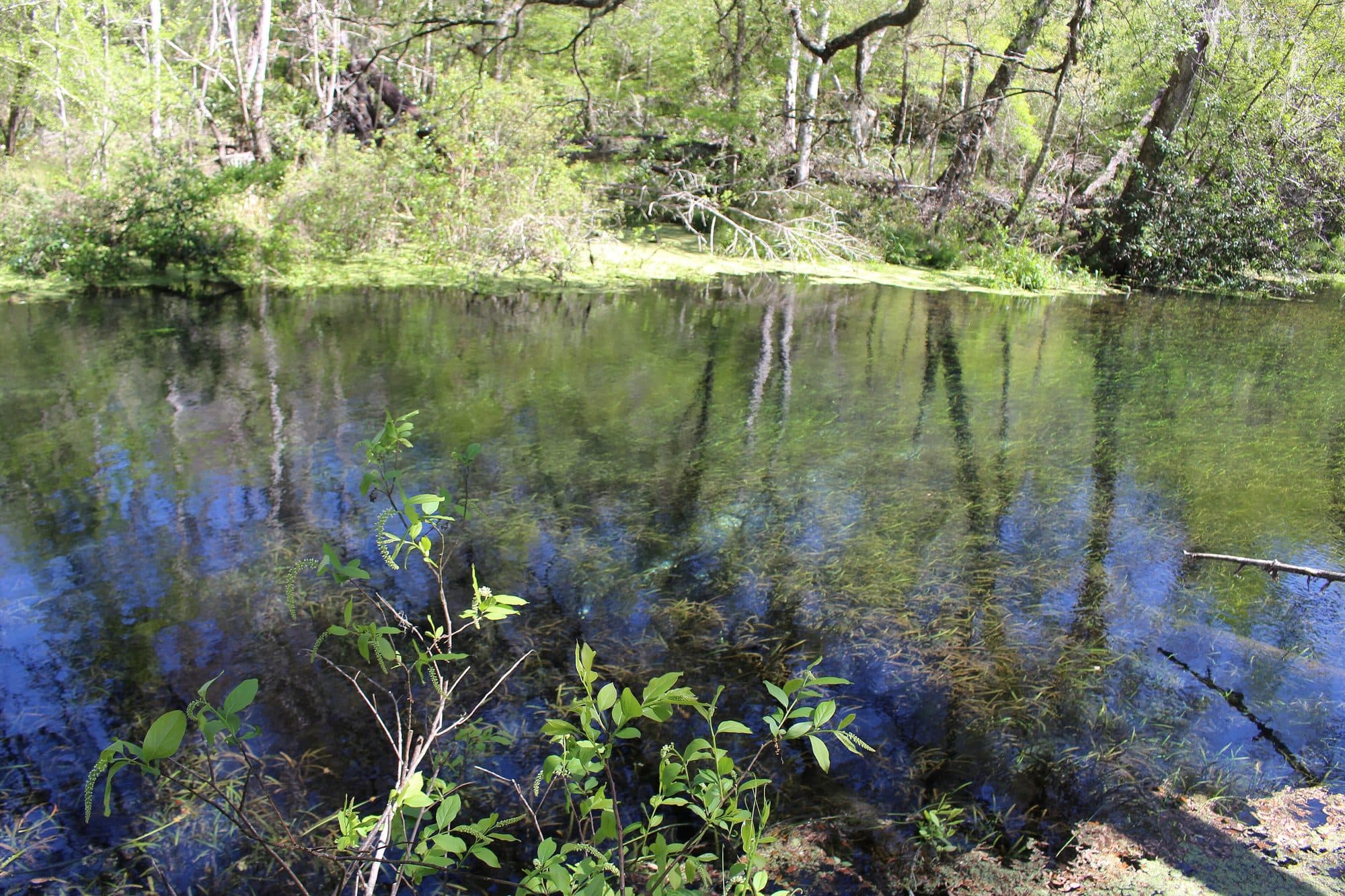 La rivière Ichetucknee, alimentée par des sources : eau limpide et herbiers immergés.