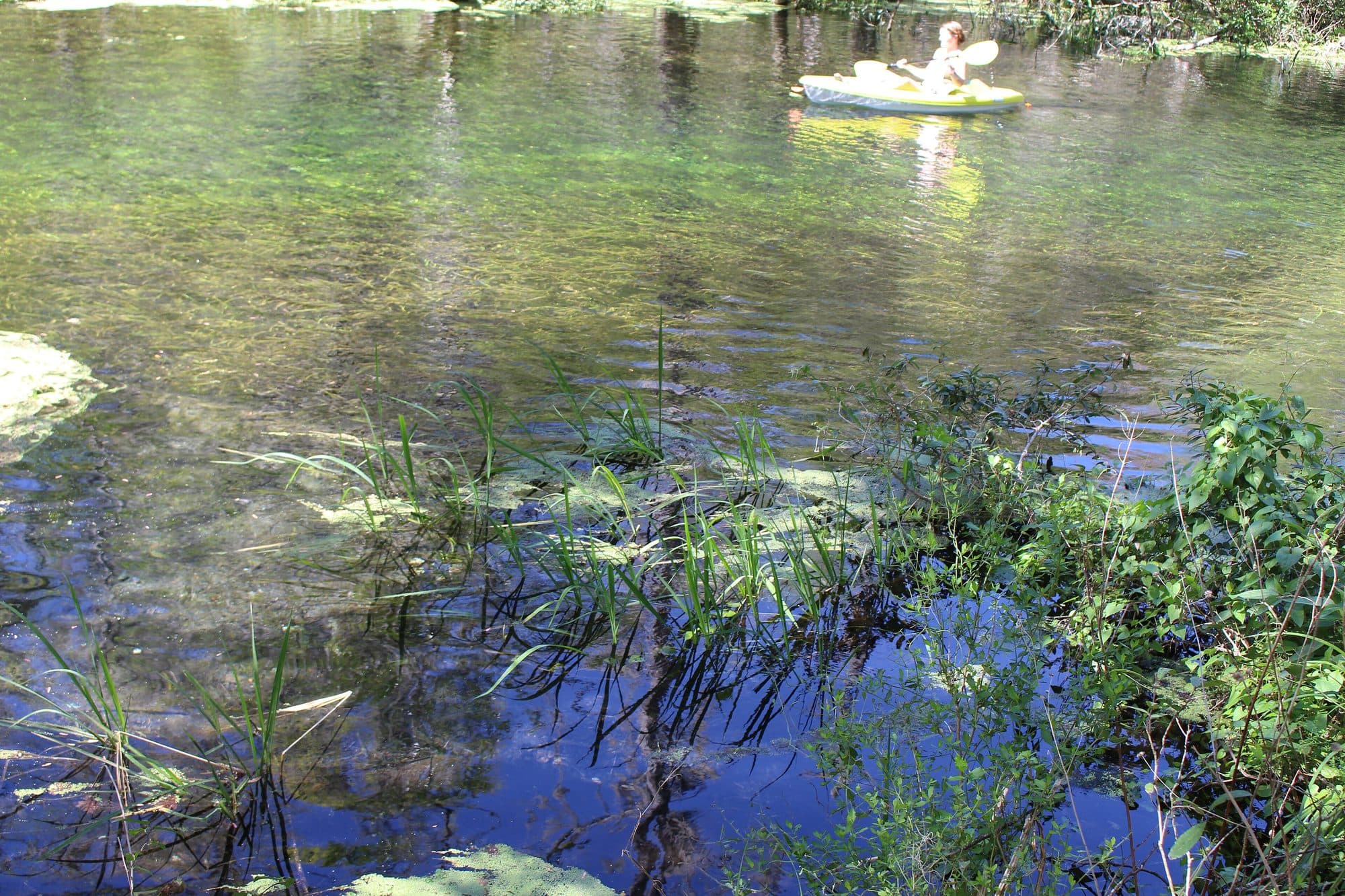 Herbiers et feuilles flottantes dans la rivière Ichetucknee.