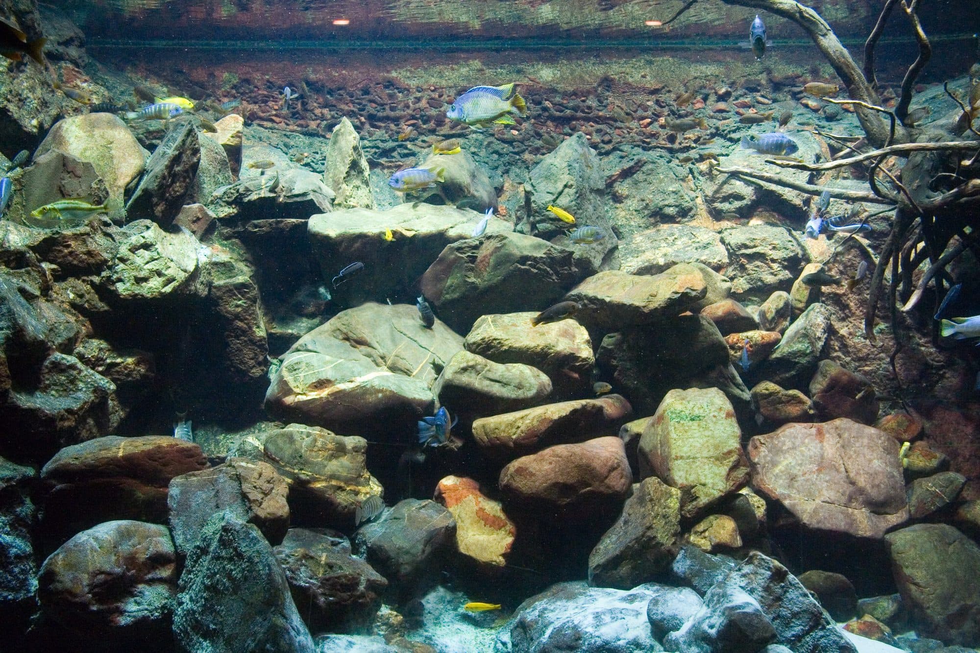 Bac de cichlidés des grands lacs africains au zoo Artis d'Amsterdam : roches empilées et sable.