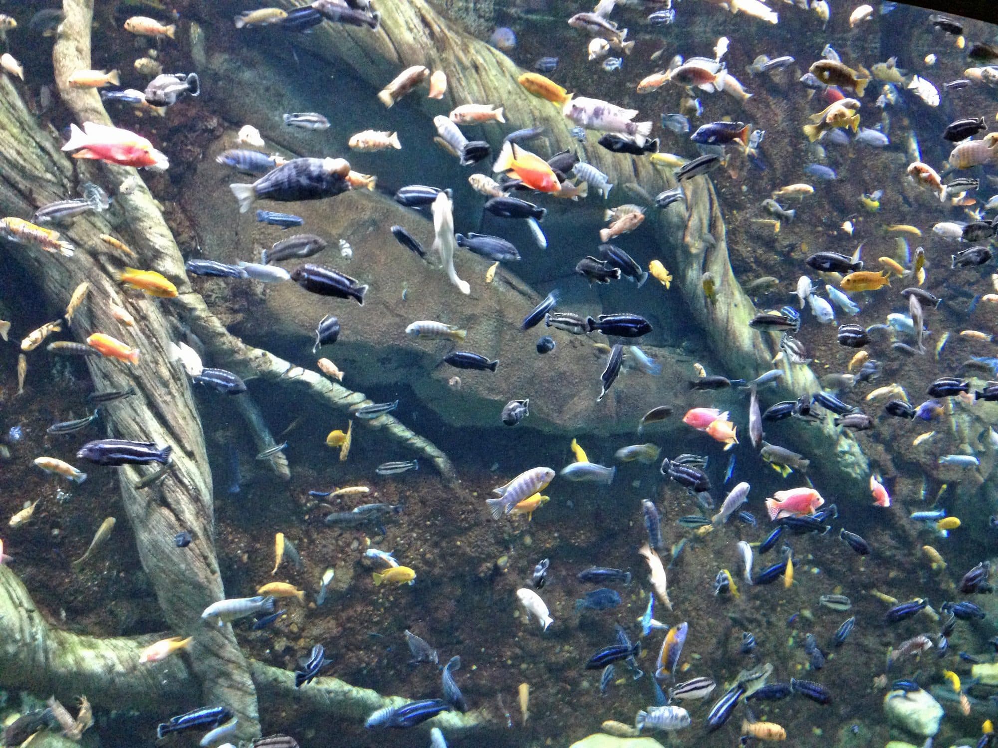 Bac de cichlidés du lac Malawi au Georgia Aquarium, à Atlanta.