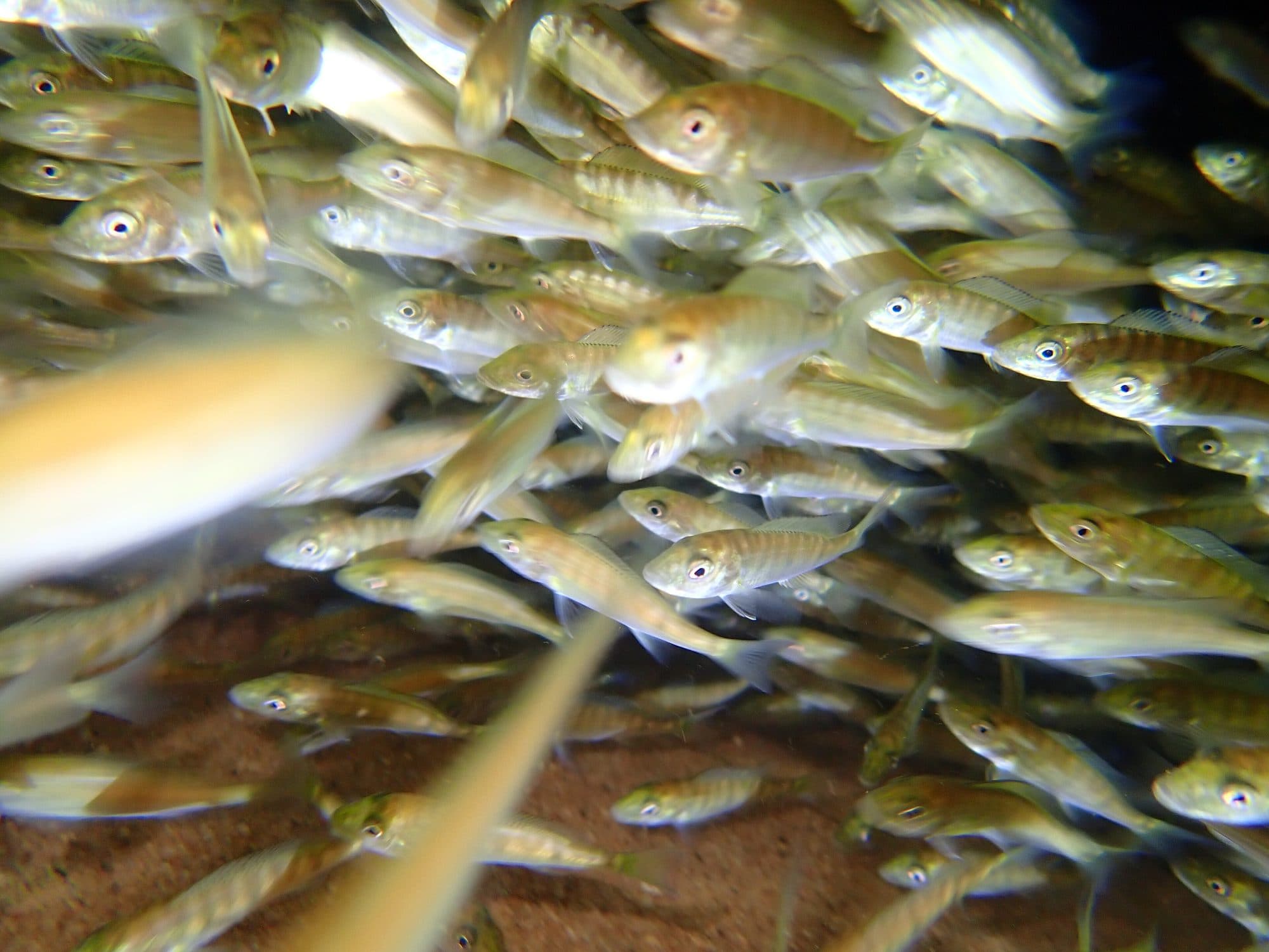 De jeunes Boulengerochromis microlepis, le plus grand cichlidé du monde, quittent leur nid la nuit sous la garde de leurs parents.