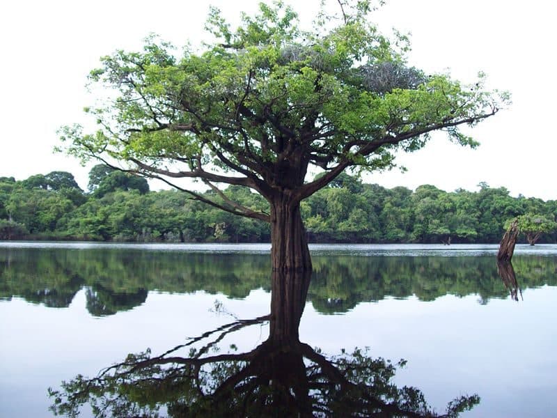 Un arbre les pieds dans l'eau à Anavilhanas : à la saison des pluies, la forêt riveraine est inondée.