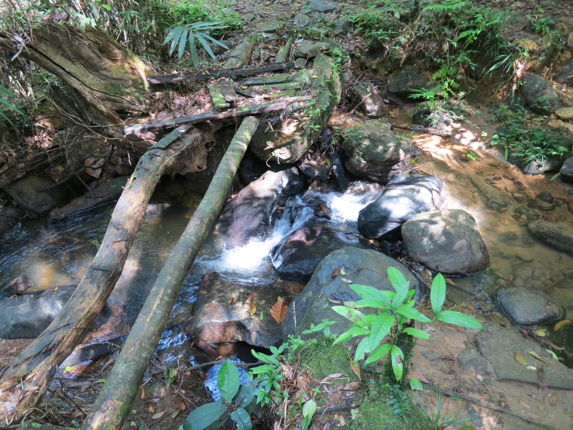 Un ruisseau de la réserve forestière de Sinharaja.