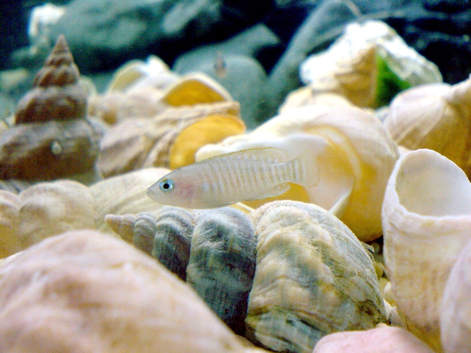 Neolamprologus multifasciatus au milieu d'un tas de coquilles, en aquarium.