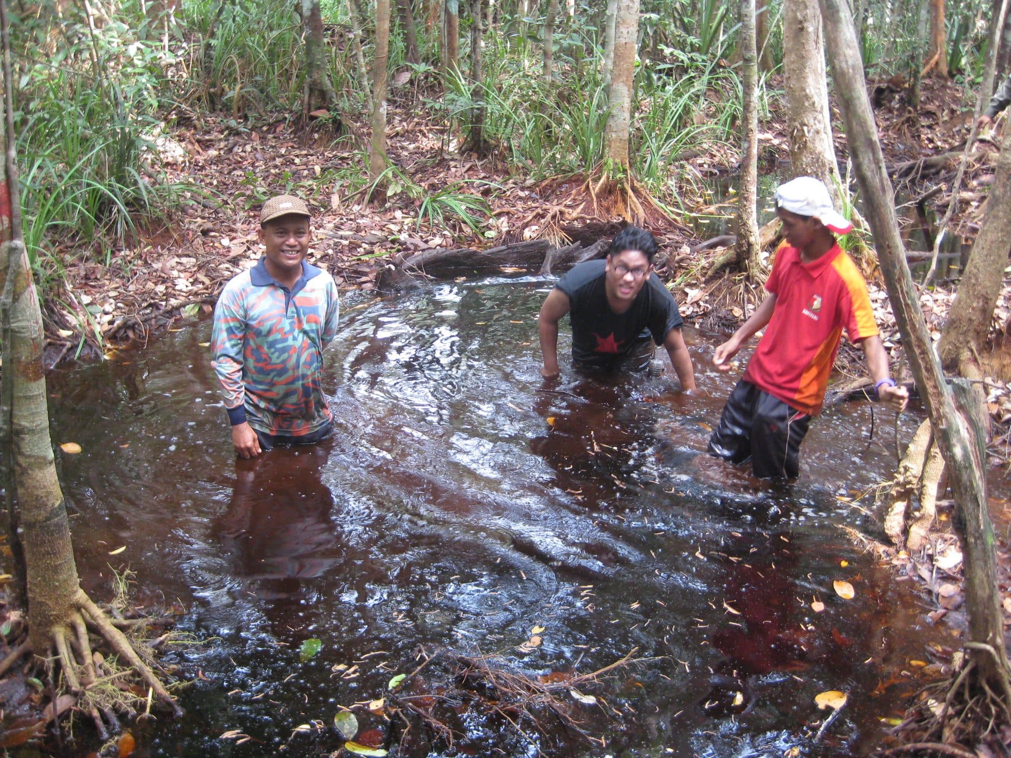 Eau noire dans une forêt marécageuse de tourbe du Selangor, en Malaisie.