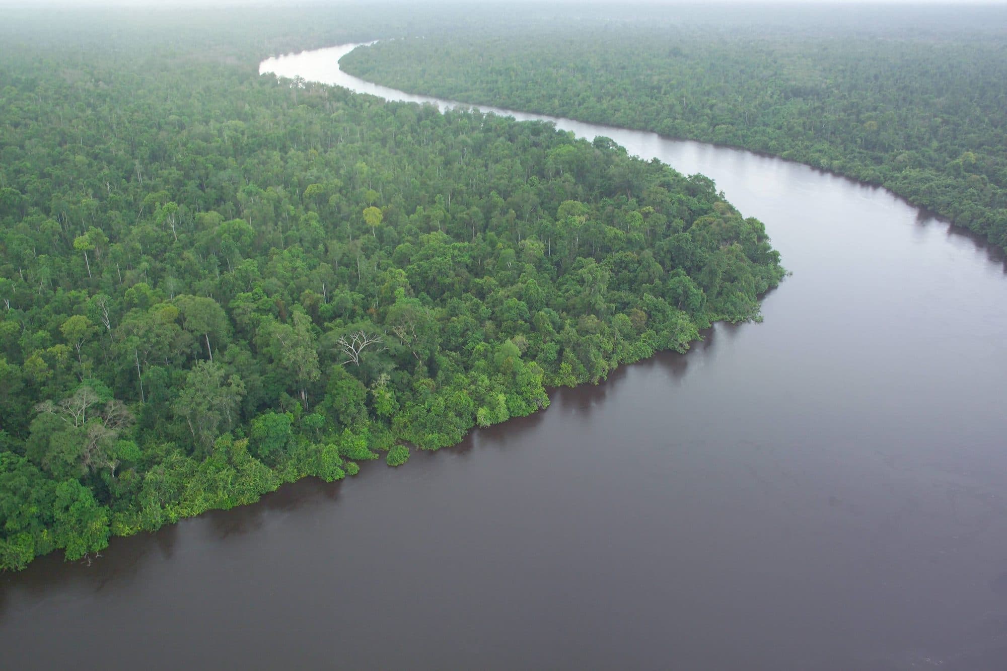Une rivière d'eau noire serpente dans la forêt de tourbe, à Kalimantan.