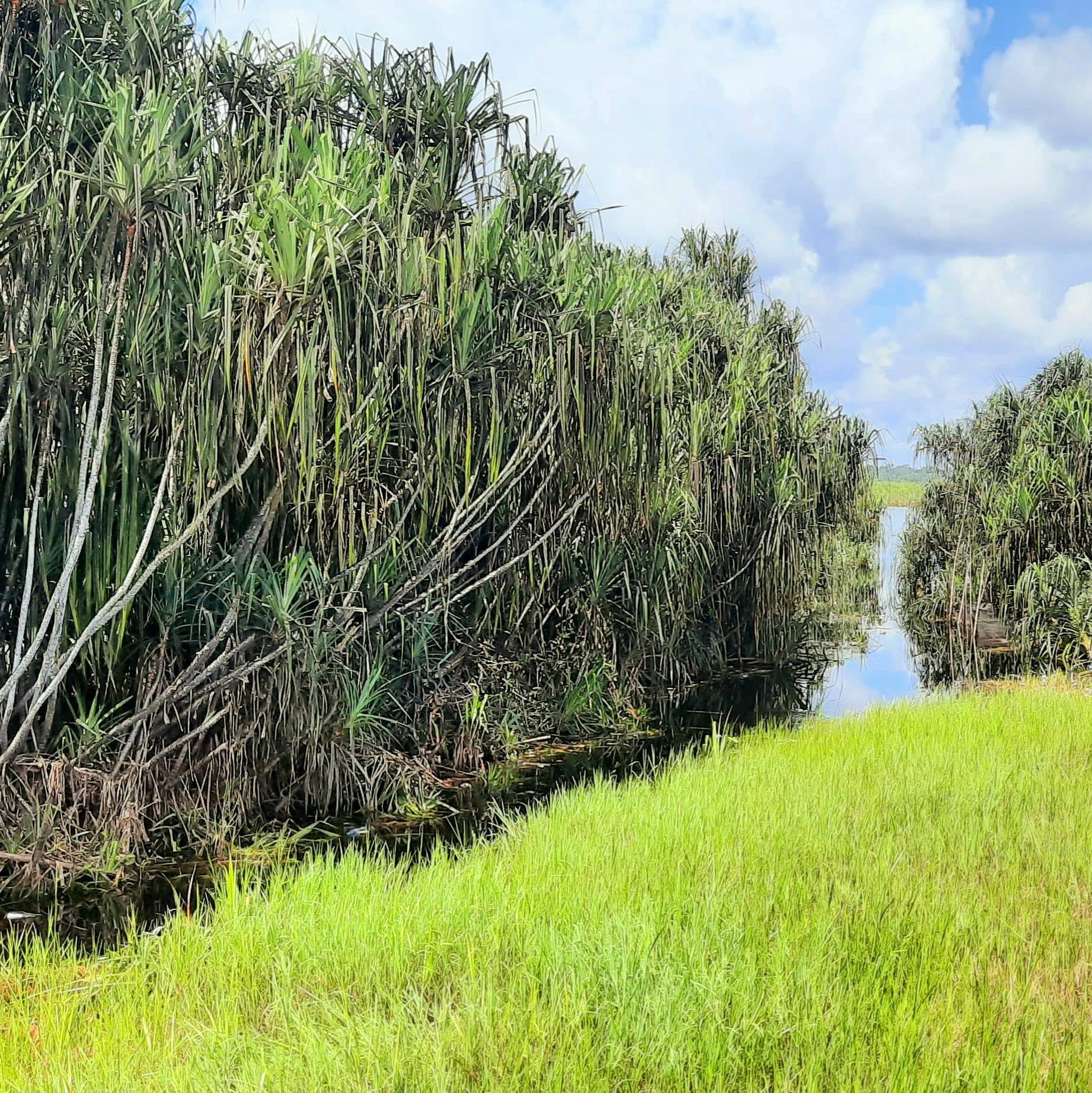 Pandanus (rasau) au bord de l'eau noire, dans le parc national de Sebangau.