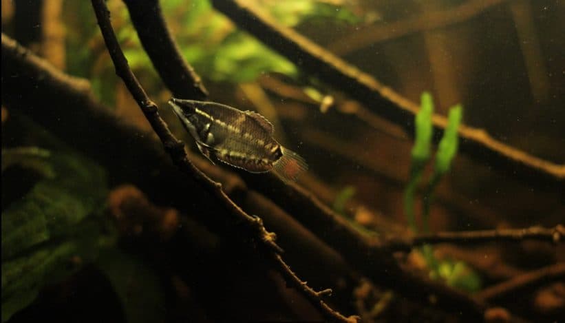 Bac biotope d'eaux noires asiatiques avec un gourami samouraï (Sphaerichthys vaillanti), cousin du gourami chocolat.