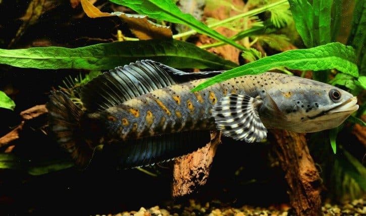 Channa pulchra