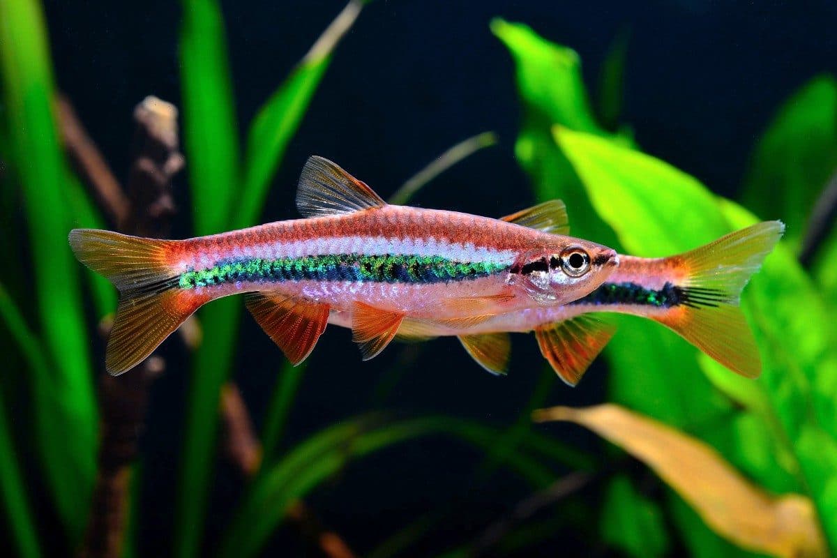 Rasbora patrickyapi