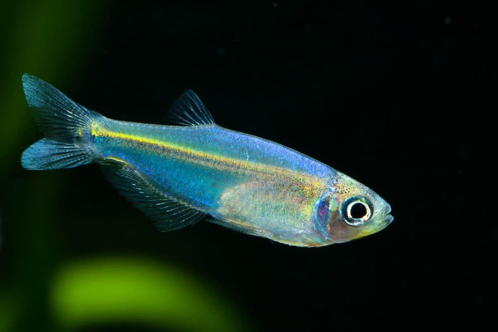 Tétra colibiri bleu azul