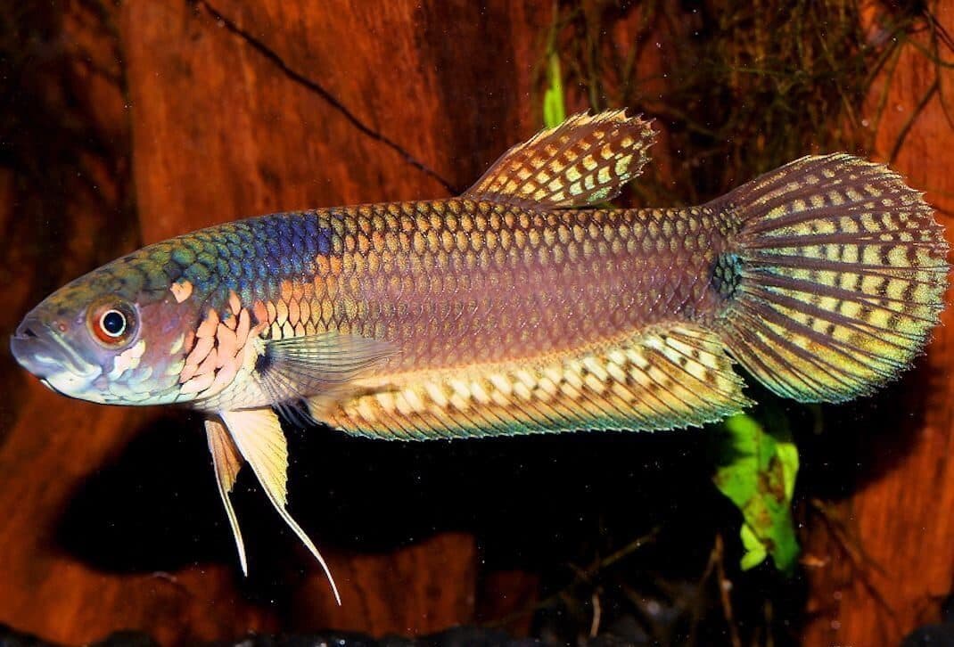 Betta gladiator