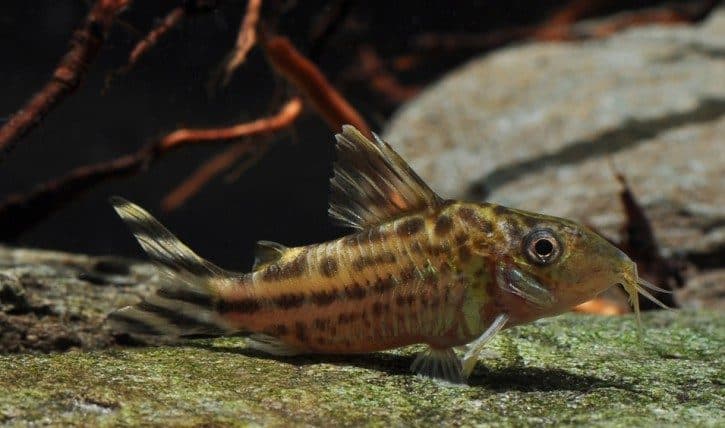 Corydoras robineae