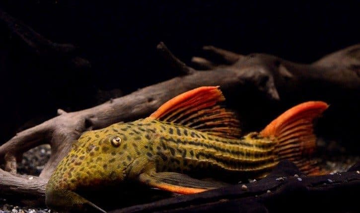 Pseudacanthicus 'Scarlet'