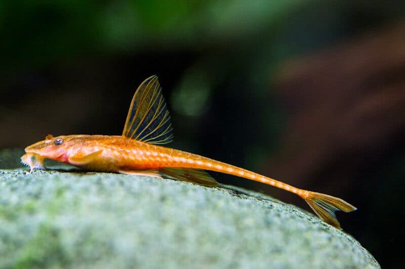 Rineloricaria sp. Red