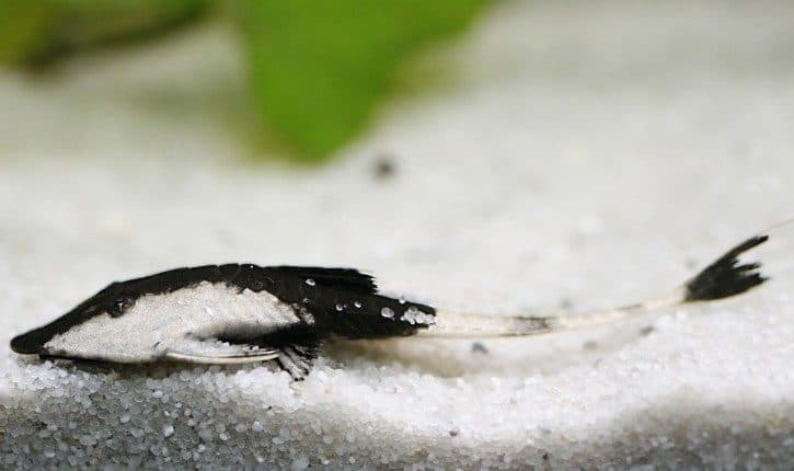 Pseudohemiodon apithanos
