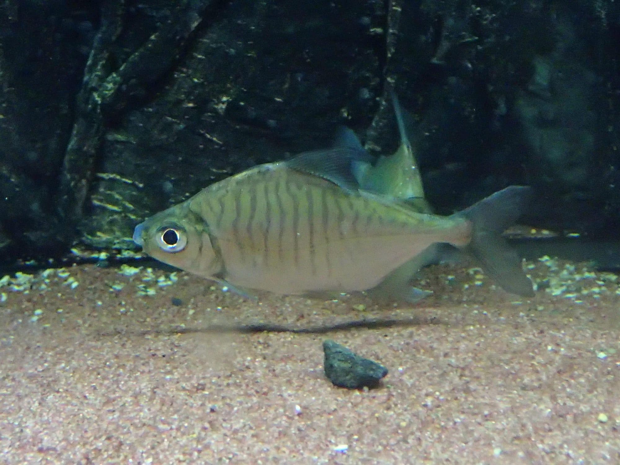 Pacu brebis