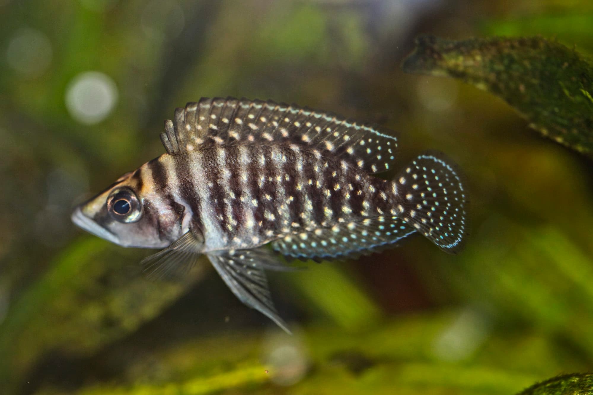 Calvus
