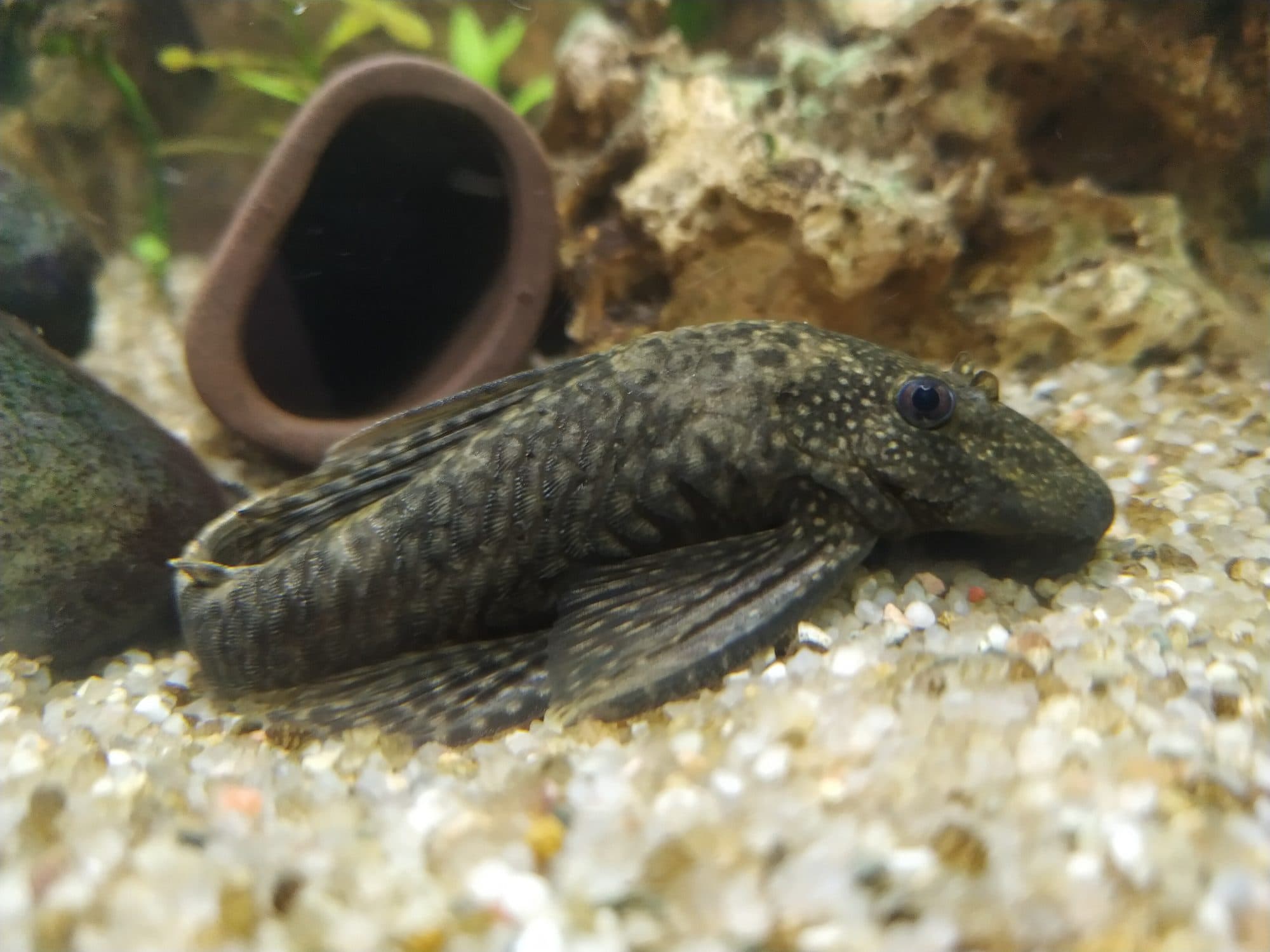 Ancistrus dolichopterus