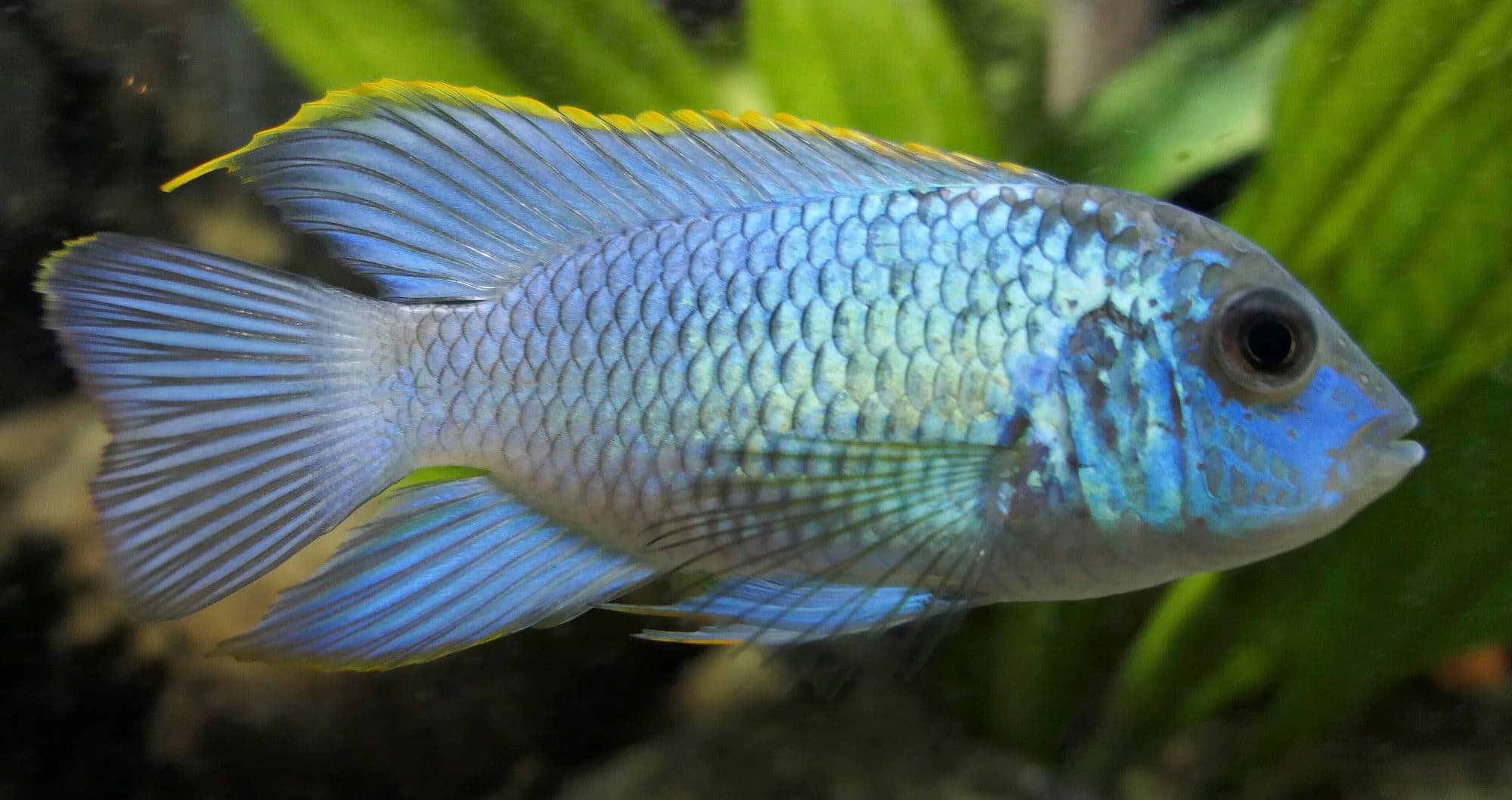 Acara bleu