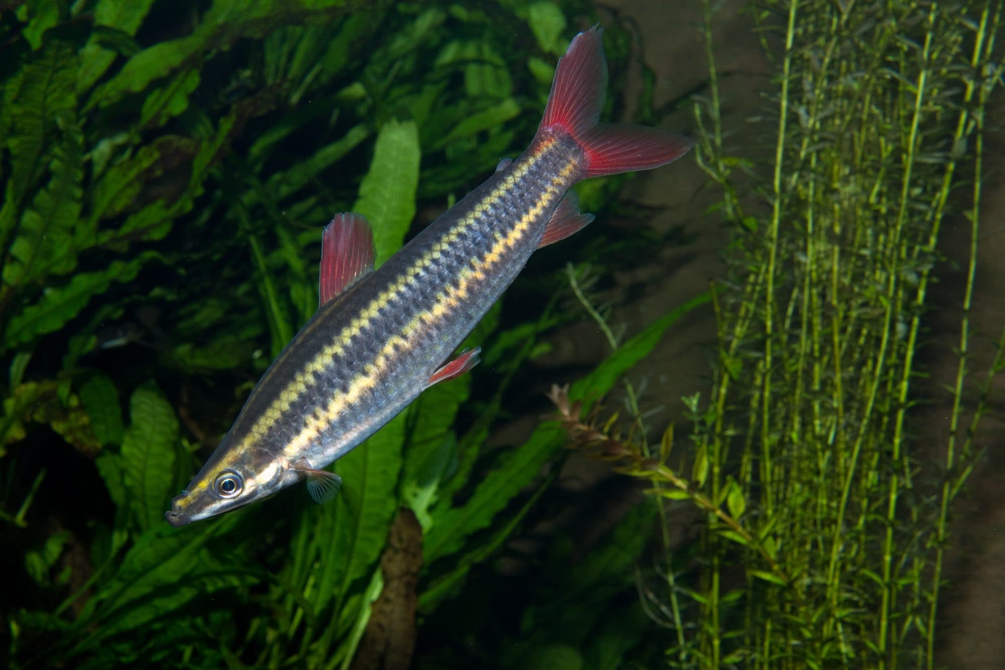 Anostomus rayé