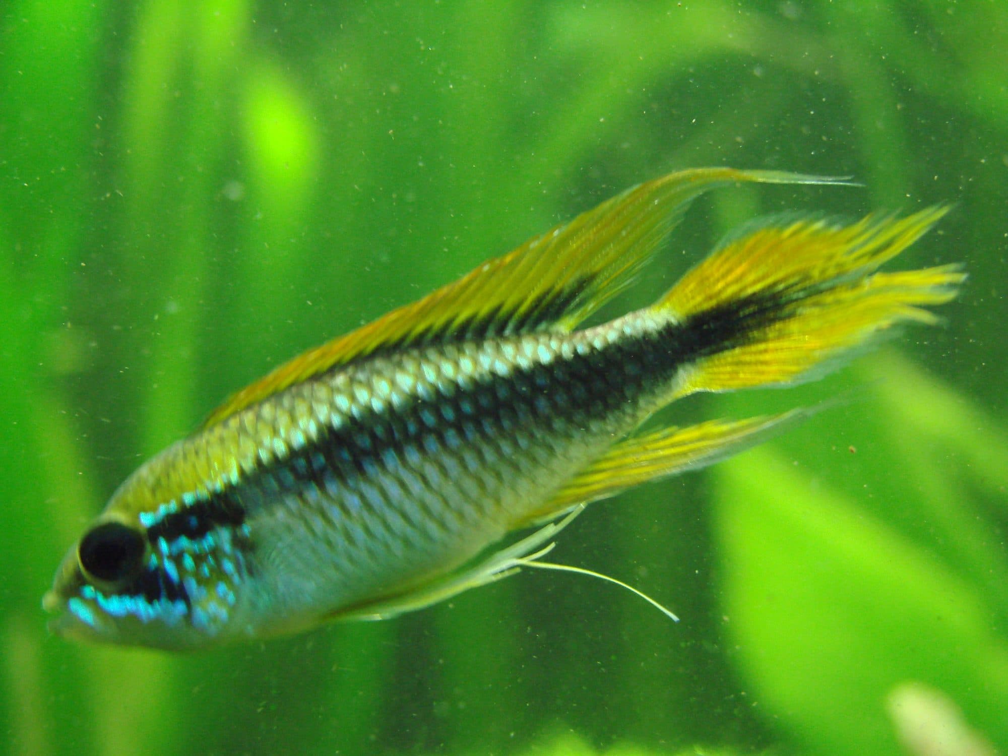 Apistogramma d'Agassiz