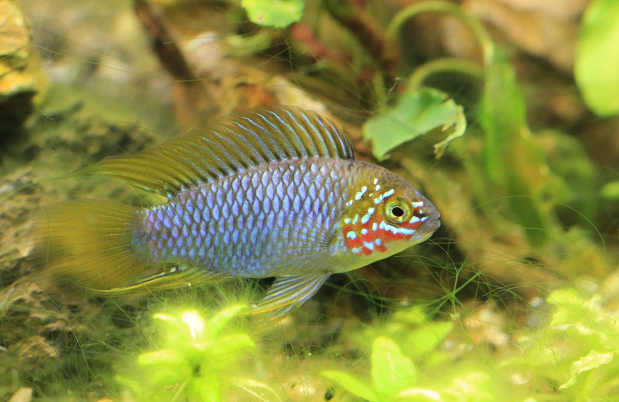 Apistogramma de Borelli