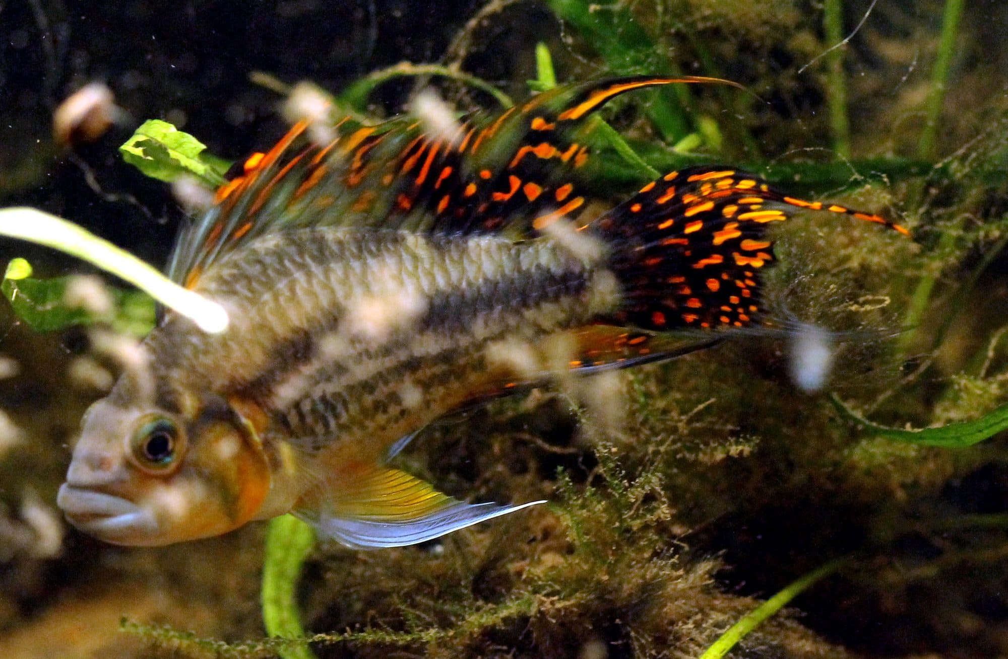 Apistogramma cacatuoides