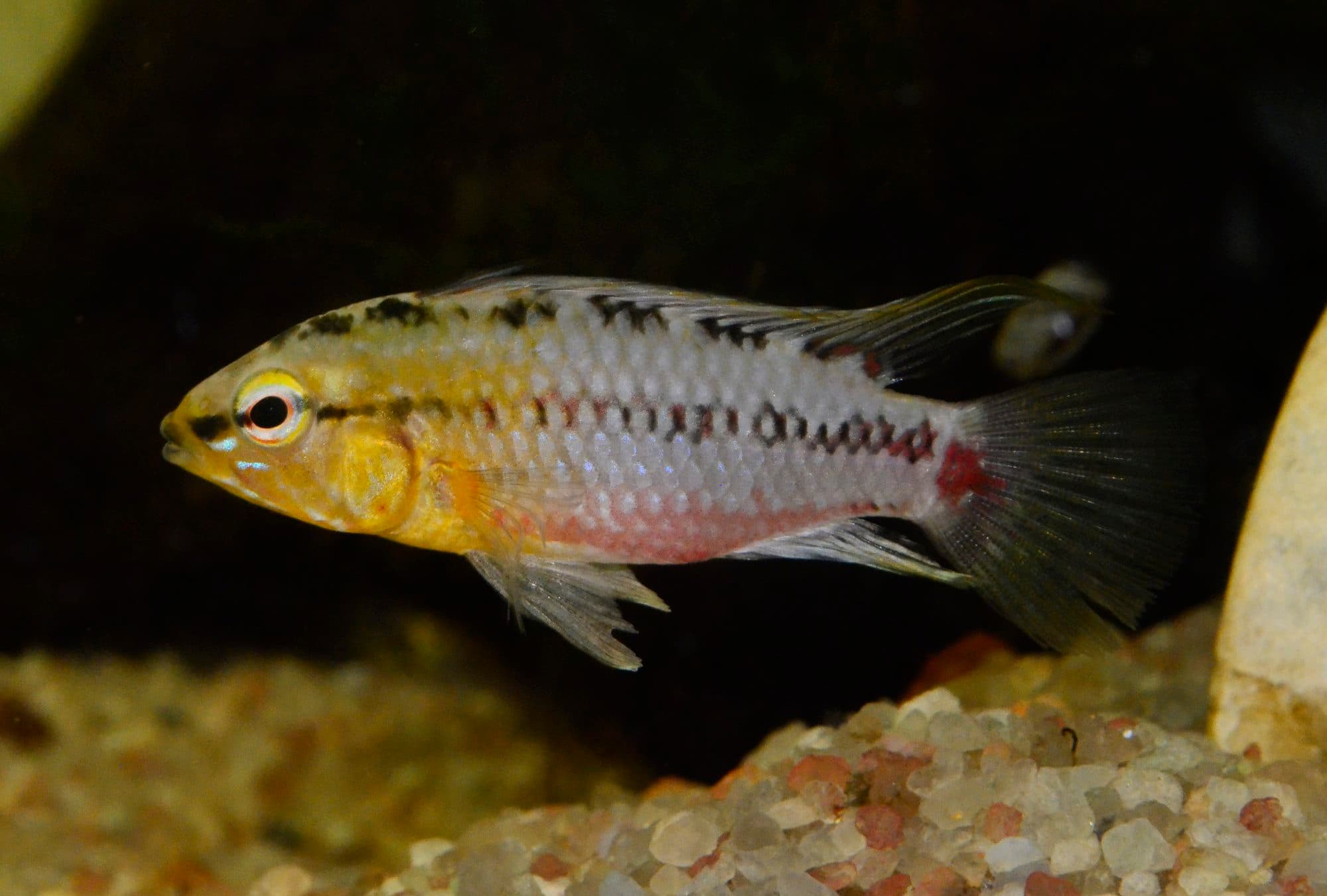 Apistogramma de Hongslo