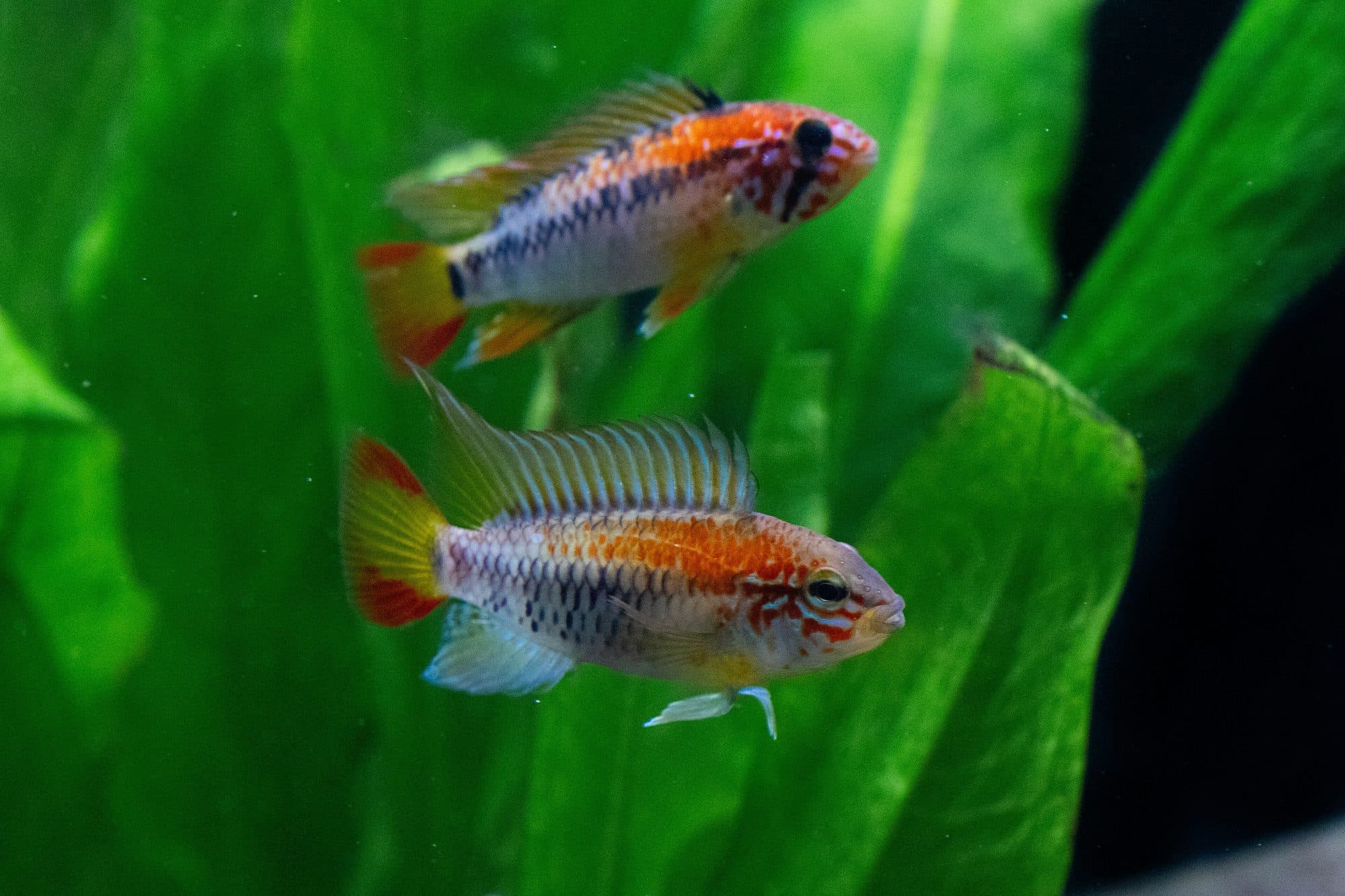 Apistogramma de McMaster