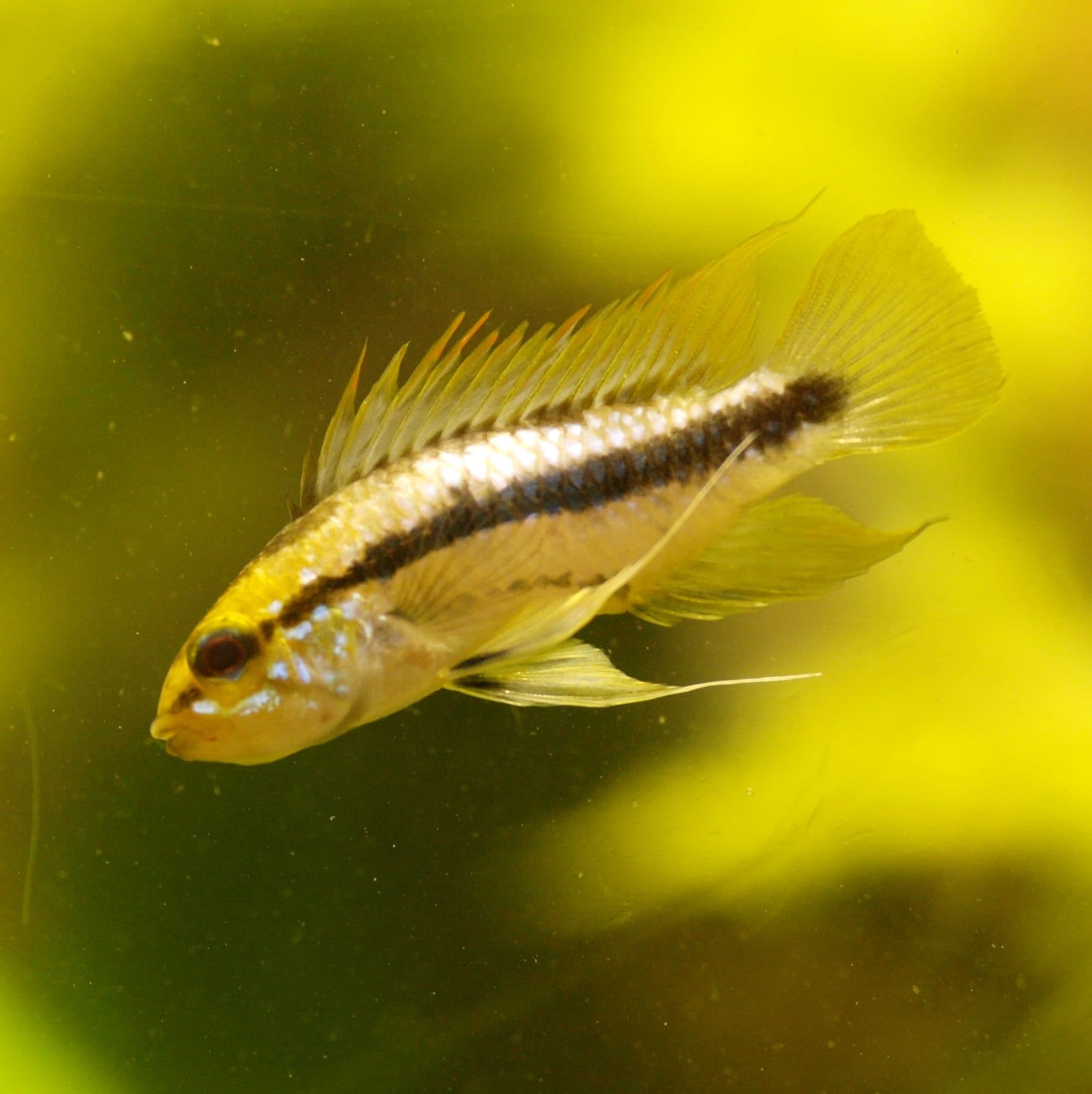 Apistogramma à trois bandes