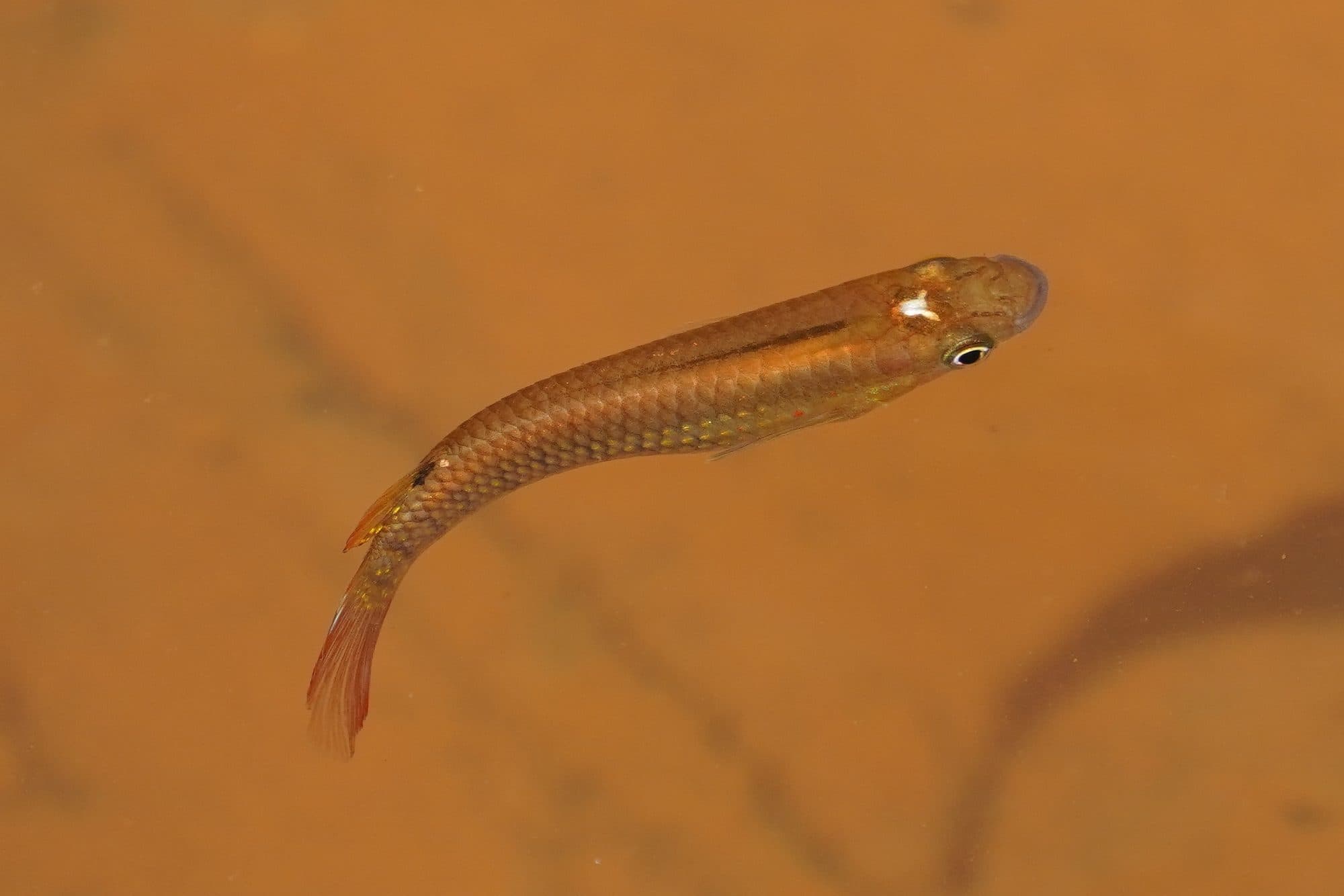 Panchax bleu