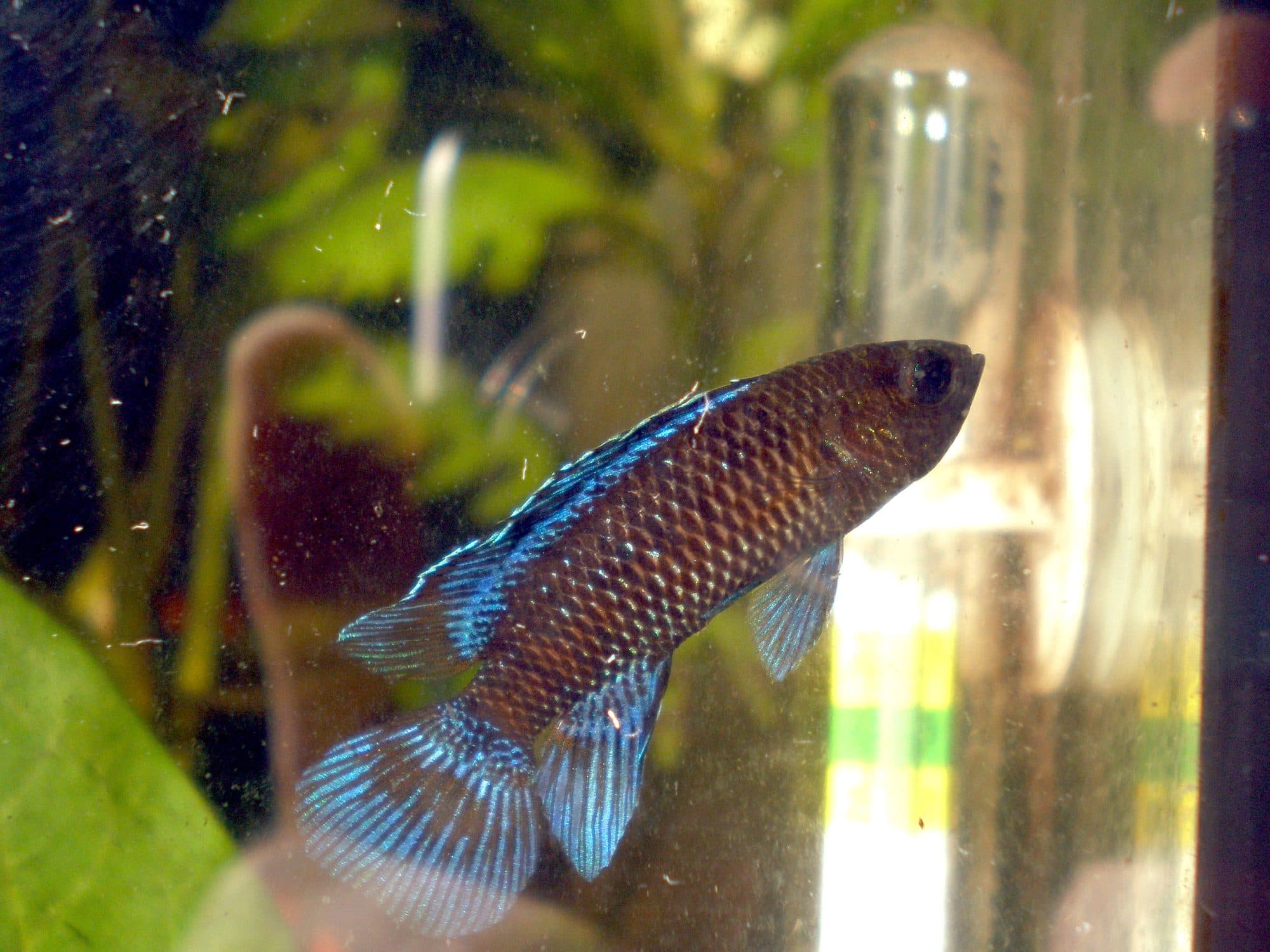Badis