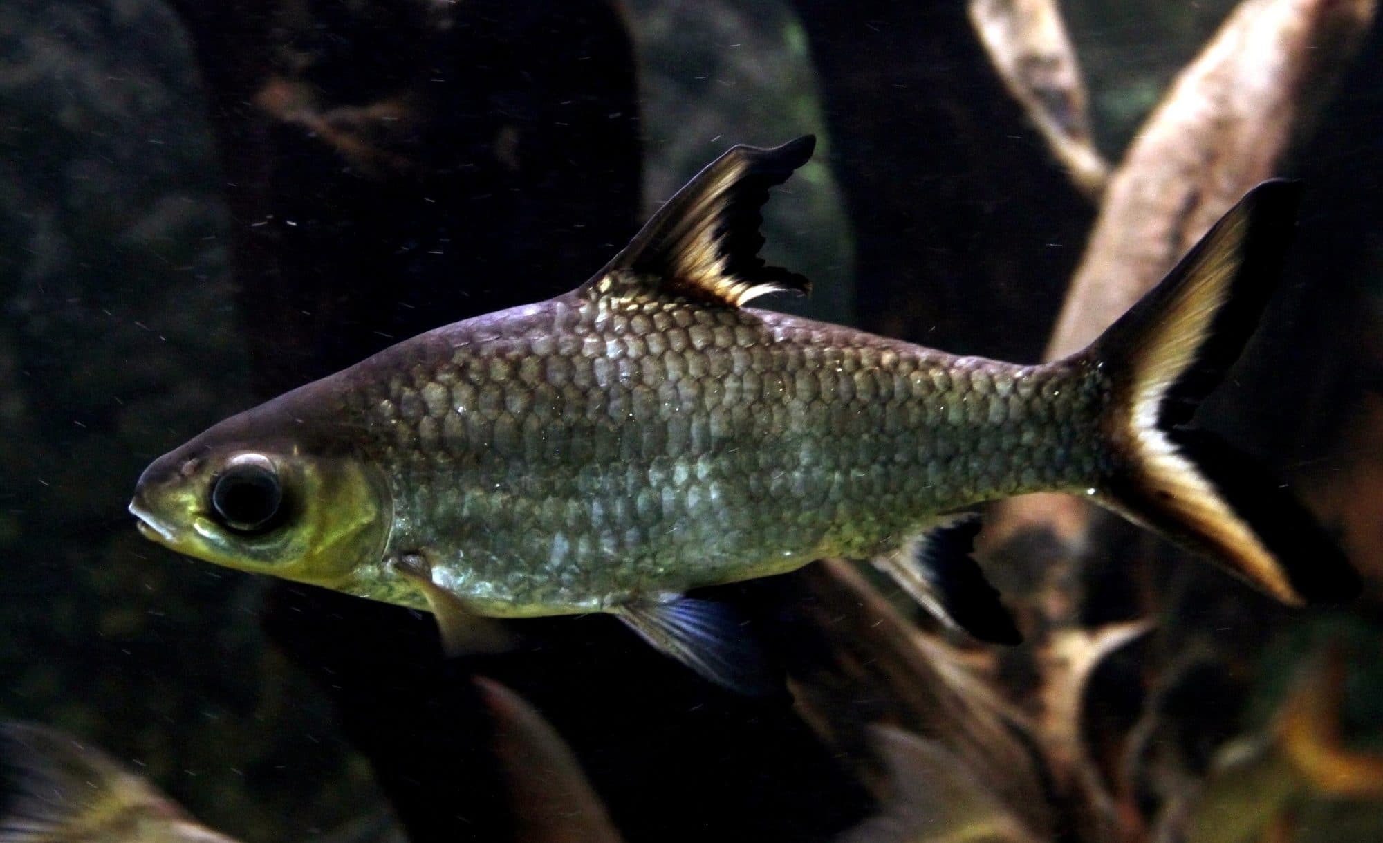 Requin argenté