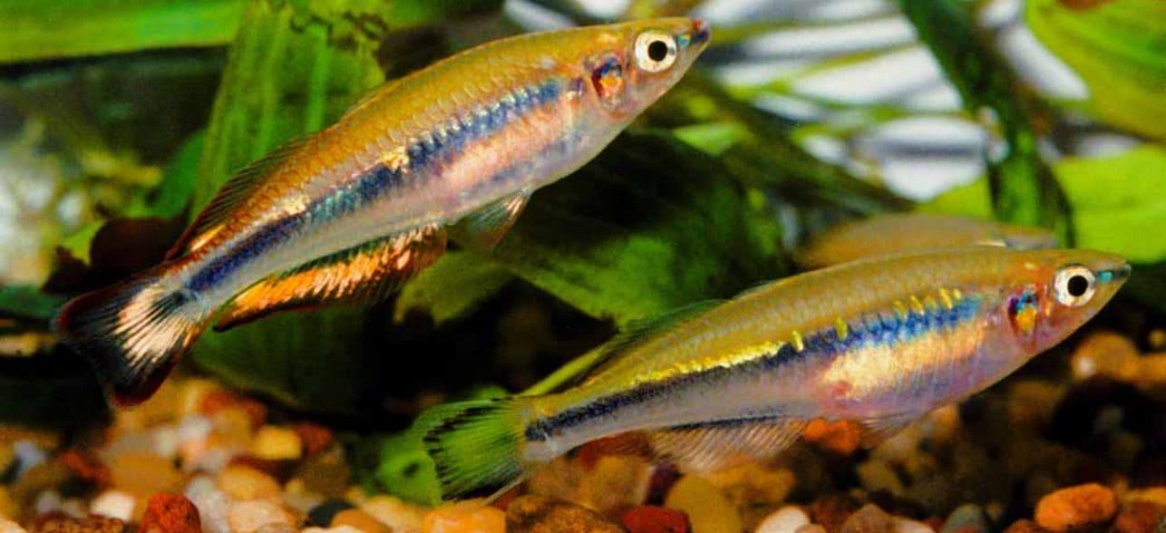 Arc-en-ciel de Madagascar