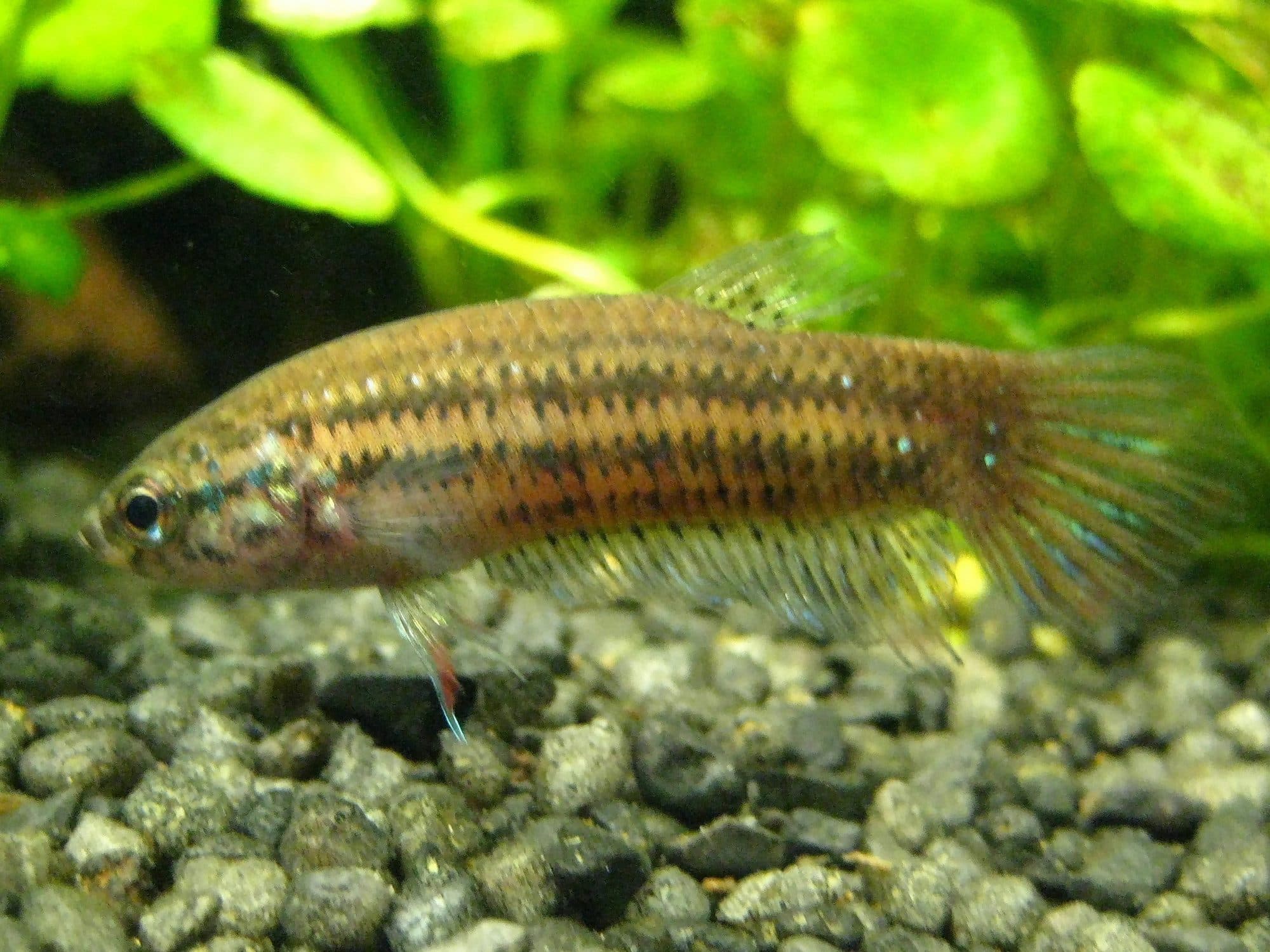 Betta pacifique