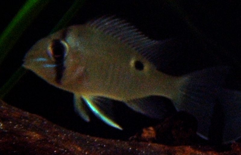Cichlidé Cupidon