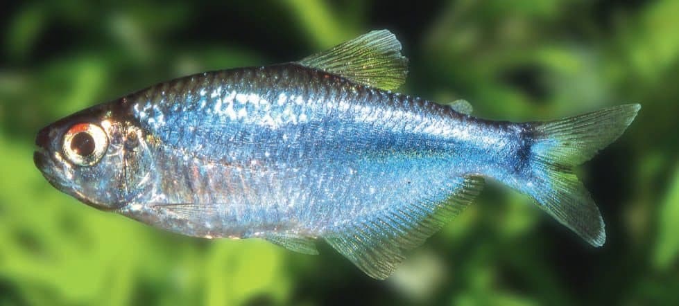 Tétra bleu du Pérou
