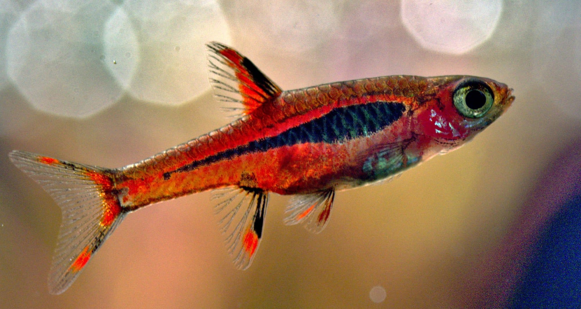 Rasbora orné