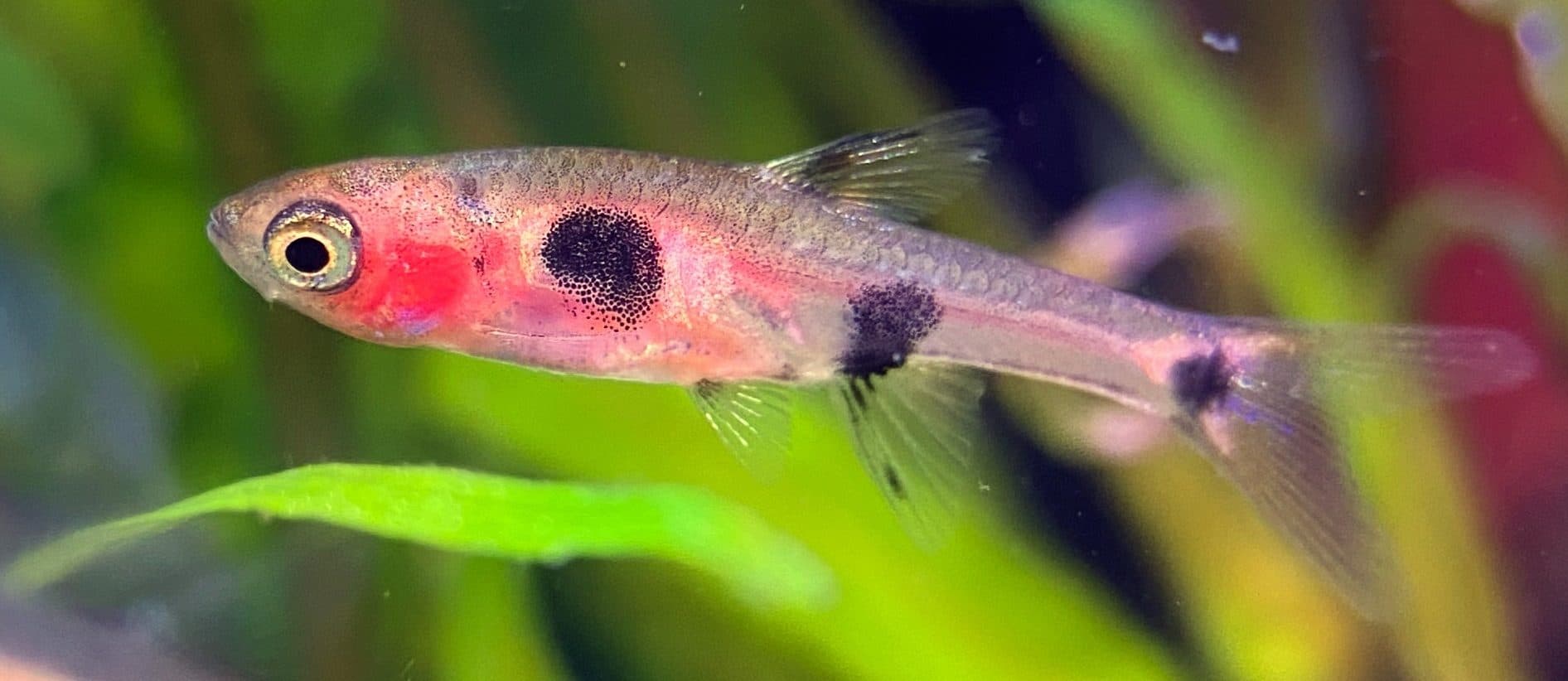 Rasbora nain