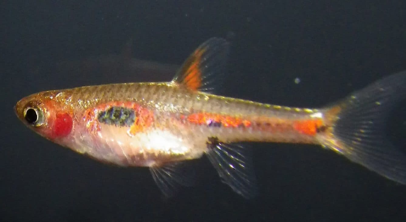 Rasbora merah
