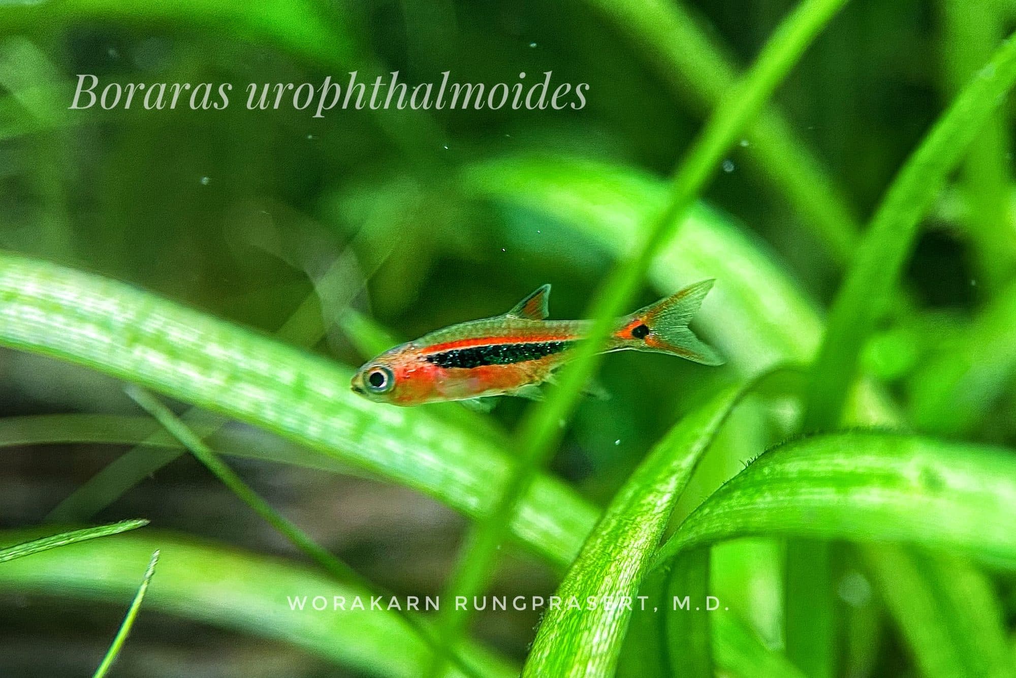 Rasbora nain à point