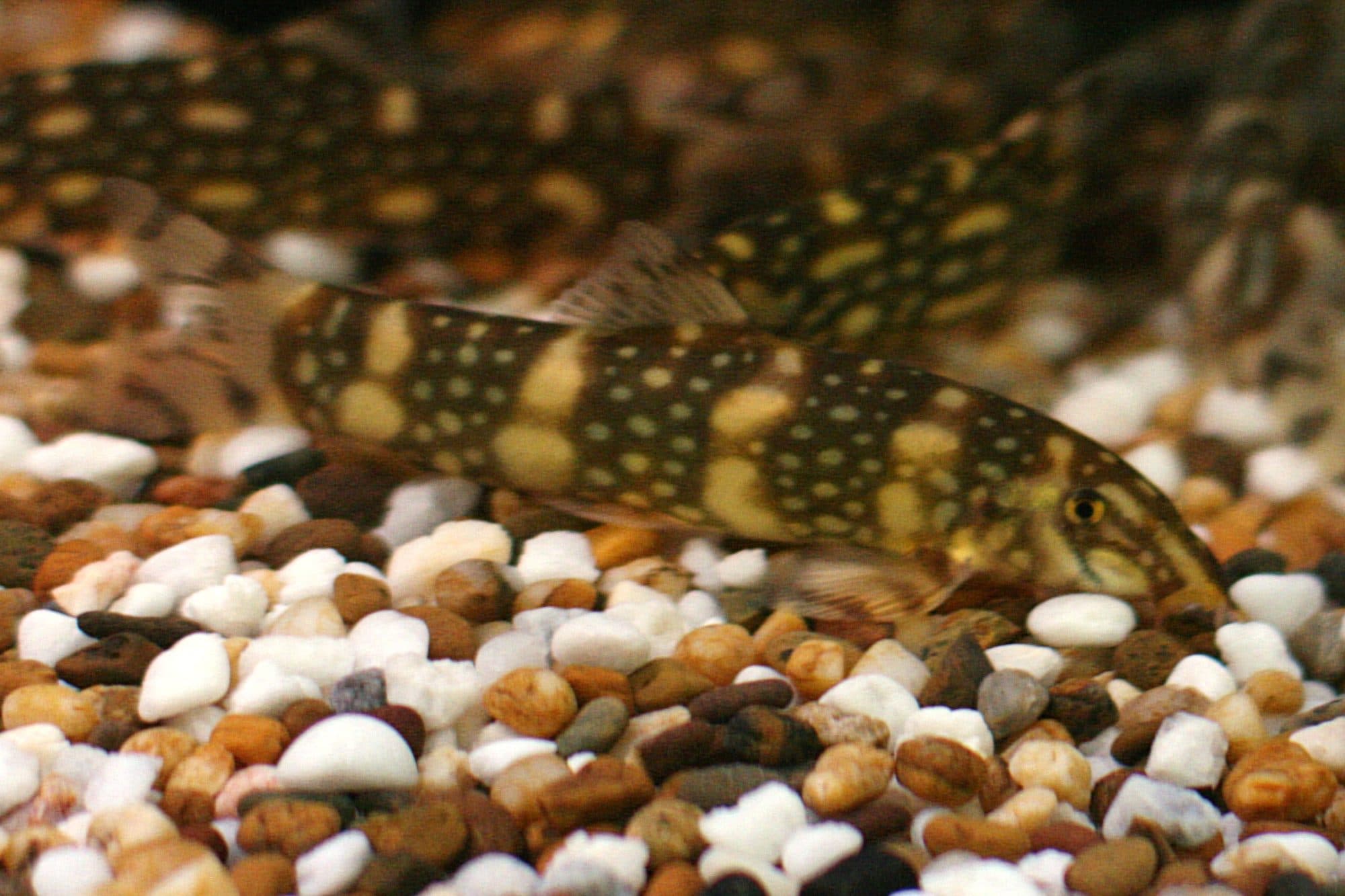 Botia de Kubota