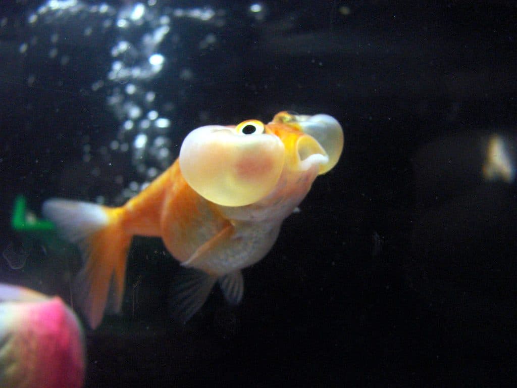 Bubble eye