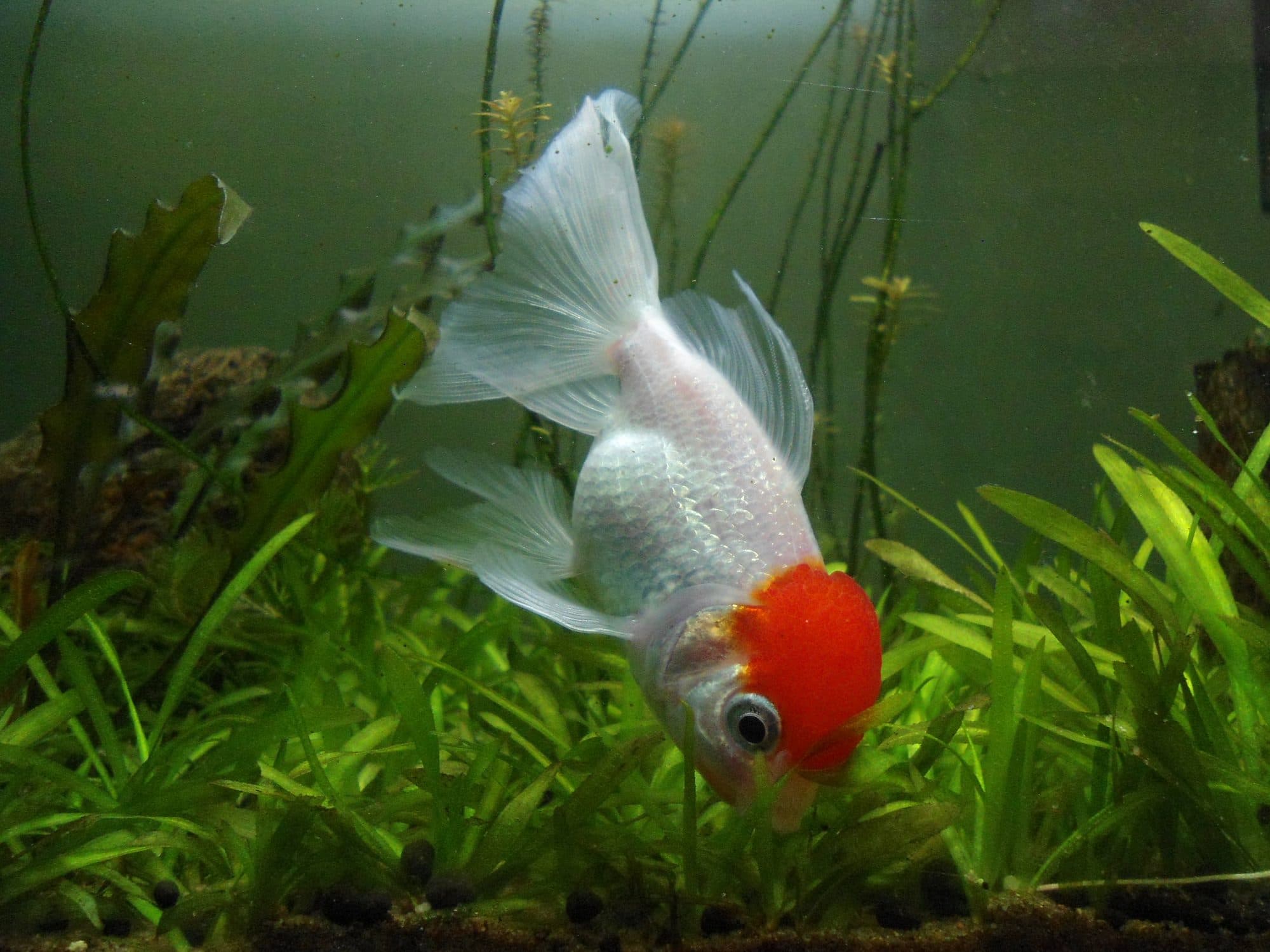 Oranda
