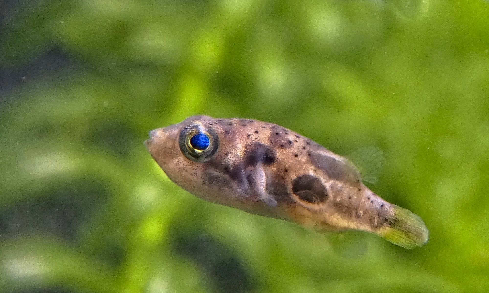 Tétraodon nain