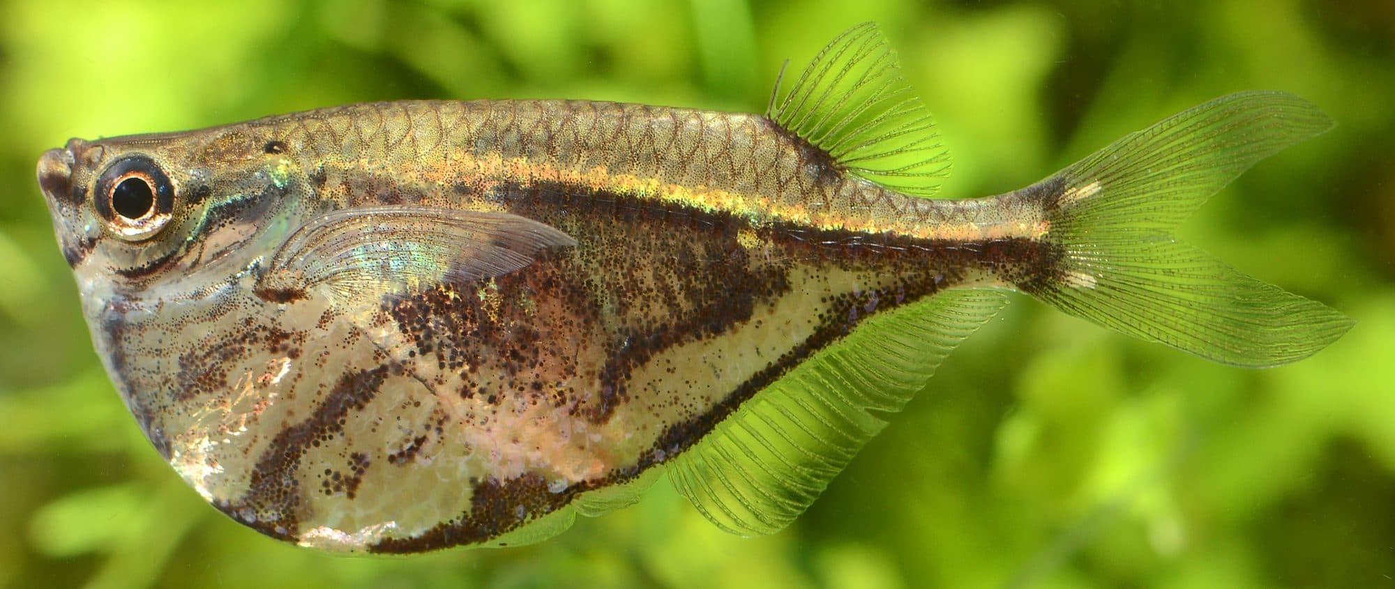 Poisson-hachette marbré