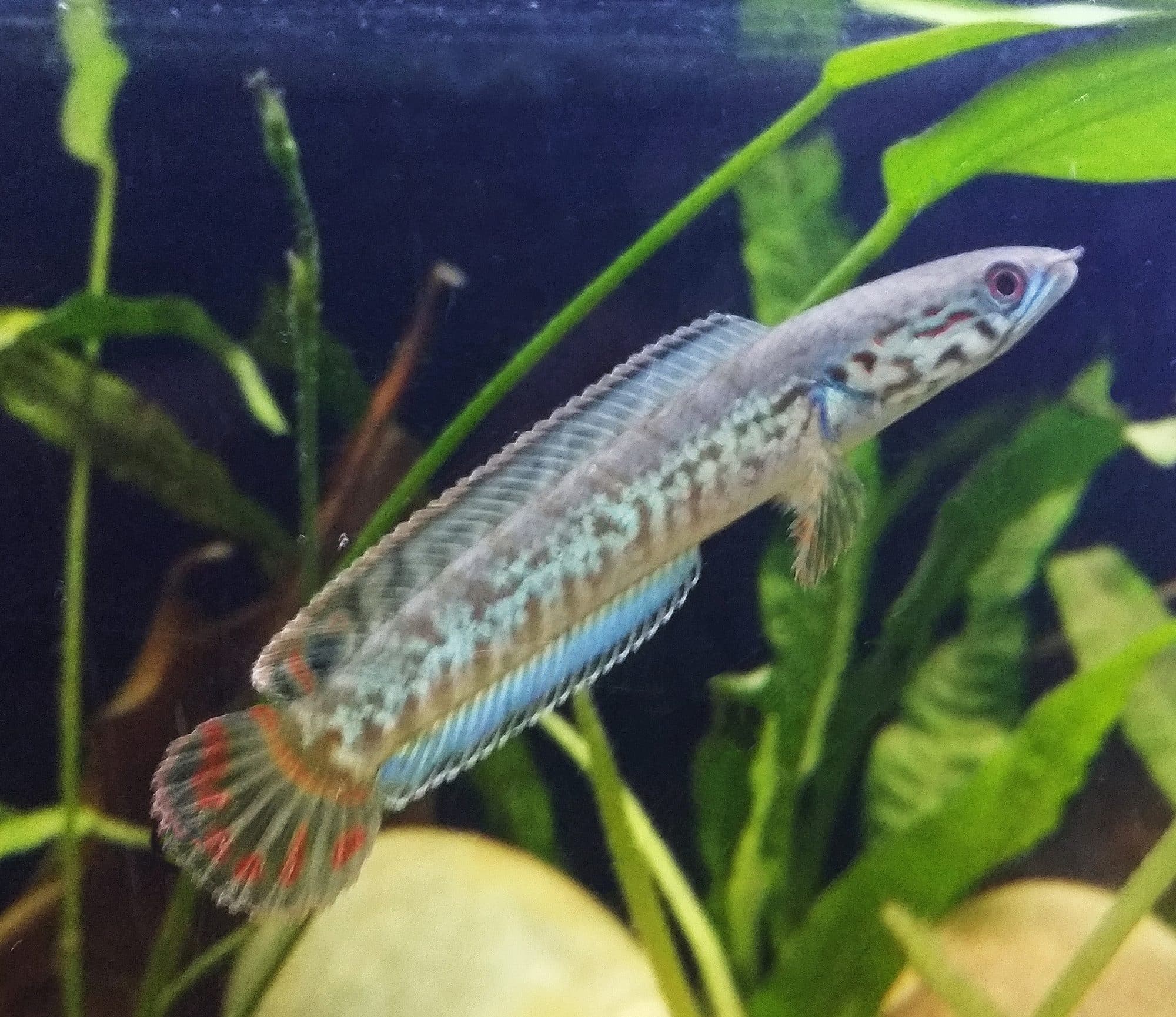 Rainbow snakehead