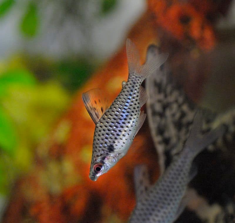 Chilodus ponctué
