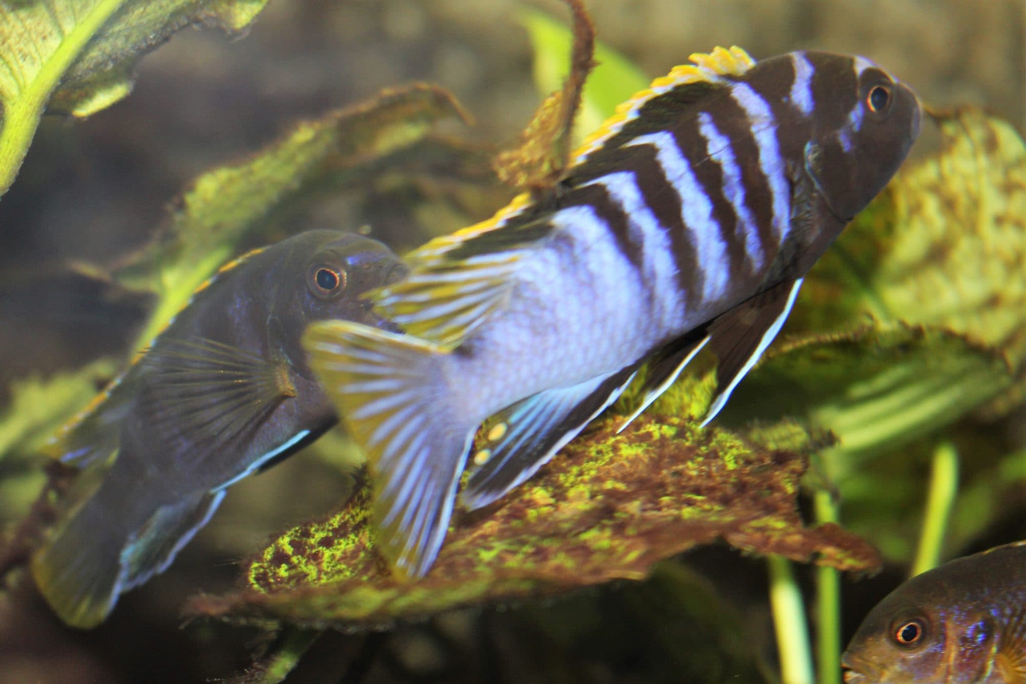 Pseudotropheus demasoni